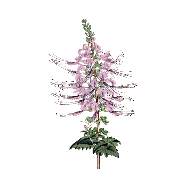 Orthosiphon en gélules (Orthosiphon stamineus)