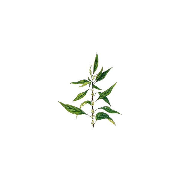 Pariétaire en gélules (Parietaria officinalis)