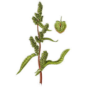 Patience racine en gélules (Rumex patienta)