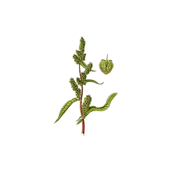 Patience racine en gélules (Rumex patienta)