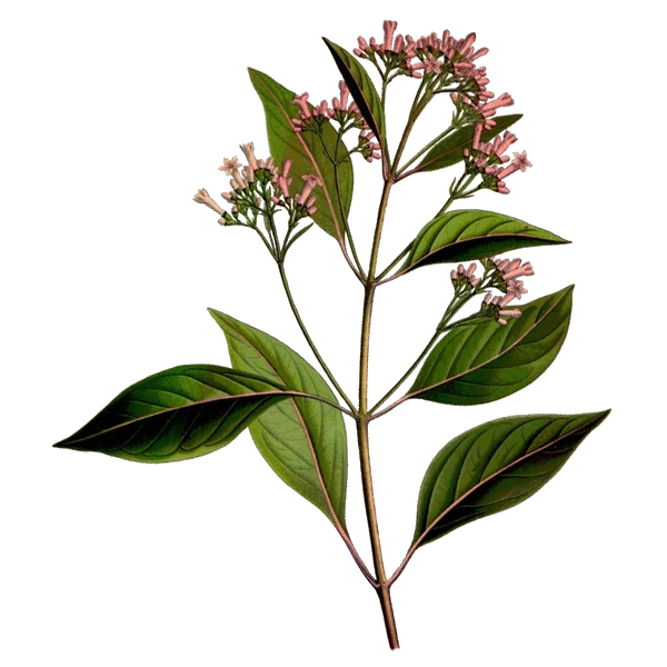 Quinquina écorce en gélules (Cinchona pubescens - "officinalis")