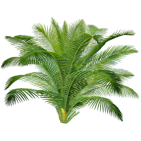 Sabal Serrulata (Palmier nain) extrait 24% Fatty acid (Serenoa repens) 