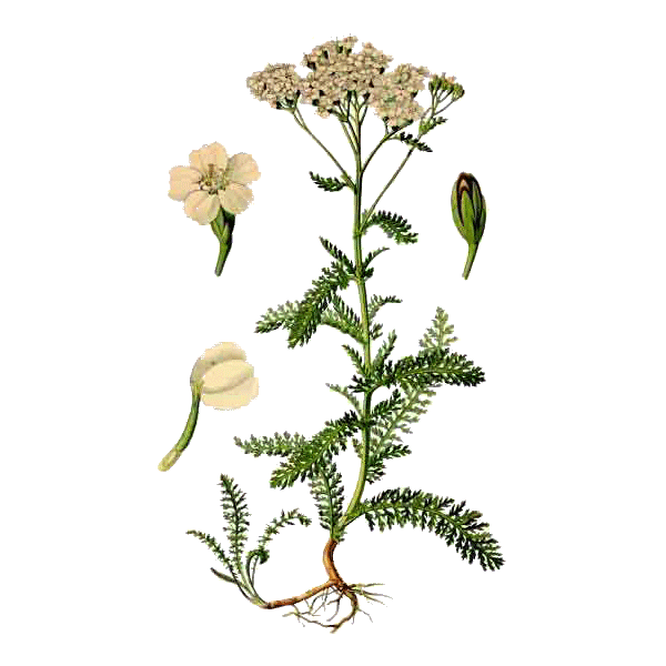 Huile essentielle Achillée Millefeuille Bio