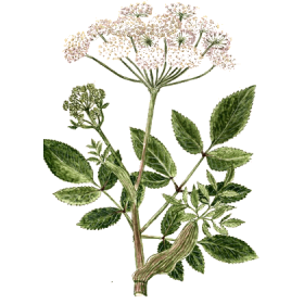 Huile essentielle Angélique Bio (Angelica archangelica L.)