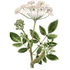 Huile essentielle Angélique Bio (Angelica archangelica L.)