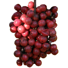 Huile essentielle Baies Roses de Madagascar Bio (Schinus terebenthifolius)