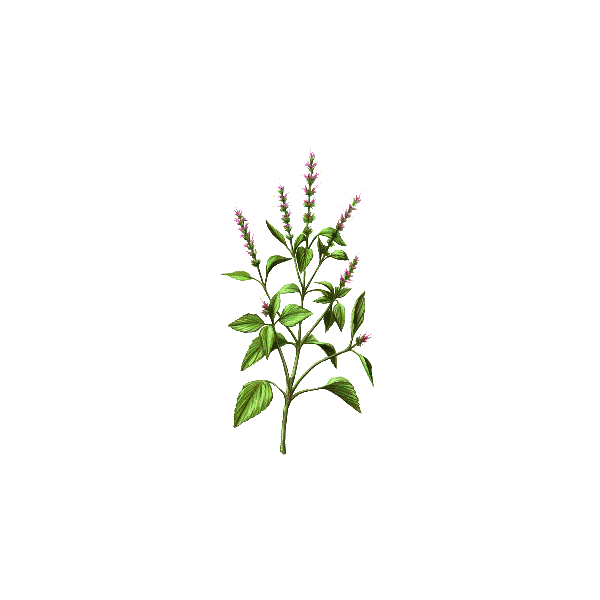 Huile essentielle Basilic Sacré sauvage (Ocimum sanctum)