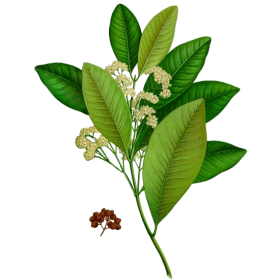 Huile essentielle Bay de St Thomas sauvage (Pimenta racemosa Miller)