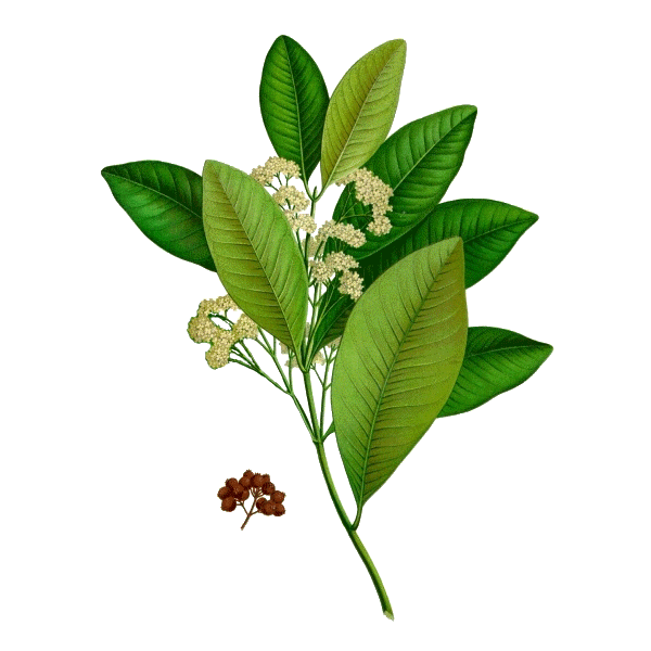 Huile essentielle Bay de St Thomas sauvage (Pimenta racemosa Miller)