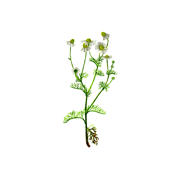 Huile essentielle Camomille sauvage Bio (Ormenis mixta var. multicaulis)