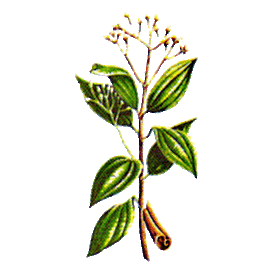 Huile essentielle Cannelle de Chine Bio