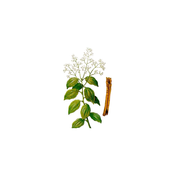 Huile essentielle de Cannelle de Ceylan Bio (Cinnamomum zeylanicum B.)