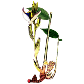 Huile essentielle de Cardamome bio (Elettaria cardamomum)