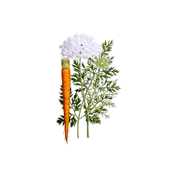 Huile essentielle de Carotte sauvage Bio (Daucus carota L.)