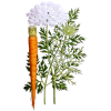 Huile essentielle de Carotte sauvage Bio (Daucus carota L.)