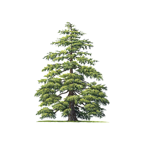 Huile essentielle de Cèdre de l'Atlas bio (Cedrus atlantica Manet)