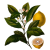 Huile essentielle de Citron bio (Citrus limonum)