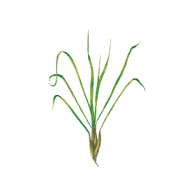 Huile essentielle de Citronnelle de Java bio (Cymbopogon winterianus Jowitt)