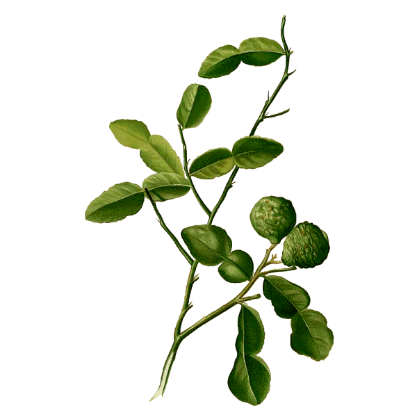 Huile essentielle de Combawa Petitgrain Citron bio (Citrus hystrix)