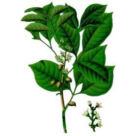 Huile essentielle d'Elémi sauvage (Canarium luzonicum)