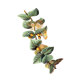 Huile essentielle Eucalyptus Citronné bio (Eucalyptus citriodora Hook)