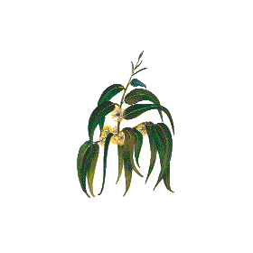 Huile essentielle Eucalyptus Globulus Bio*