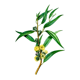 Huile essentielle Eucalyptus à Cryptone bio (Eucalyptus polybractea cryptonifera)