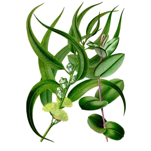 Huile essentielle Eucalyptus Radiata bio*