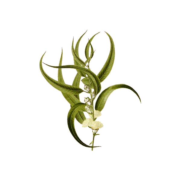 Huile essentielle Eucalyptus Smithii Bio*