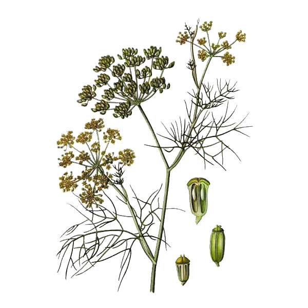 Huile essentielle Fenouil Doux bio (Foeniculum vulgare)