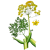 Huile essentielle Galbanum bio (Ferula galbaniflua)