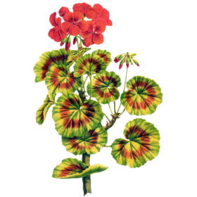 Huile essentielle Géranium Egypte bio (Pelargonium X asperum)