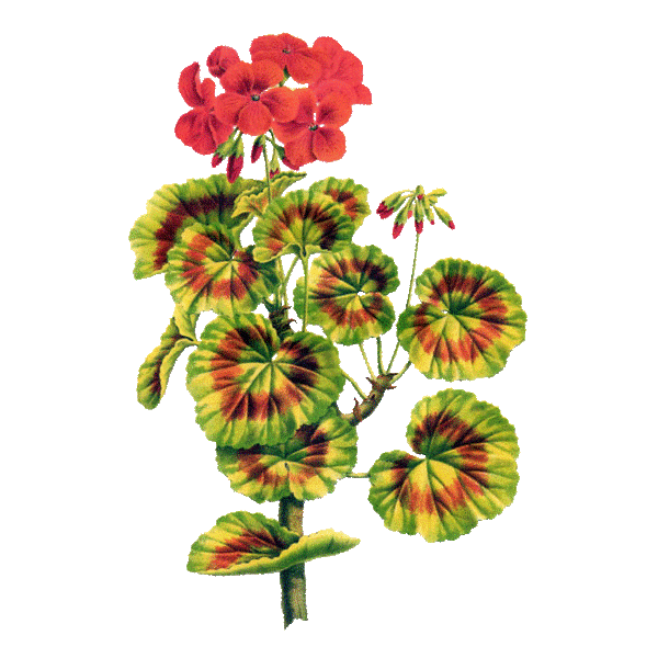 Huile essentielle Géranium Egypte bio (Pelargonium X asperum)