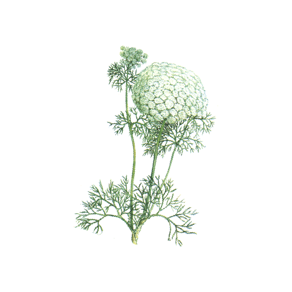 Huile essentielle Khella sauvage Bio (Amni visnaga Lamarck)