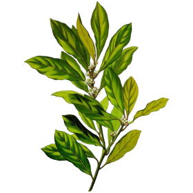 Huile essentielle Laurier Noble bio (Laurus nobilis)