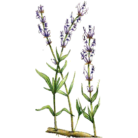 Huile essentielle Lavande Aspic Bio (Lavendula latifolia Medikus)