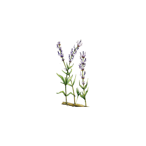 Huile essentielle Lavande Aspic Bio (Lavendula latifolia Medikus)