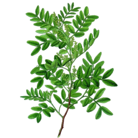 Huile essentielle Lentisque Pistachier bio (Pistacia lentiscus)