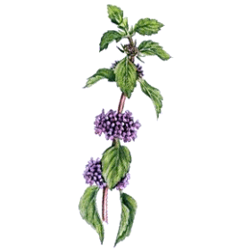 Huile essentielle Menthe des Champs Bio (Mentha arvensis)