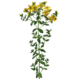 Huile essentielle Millepertuis bio (Hypericum perforatum)