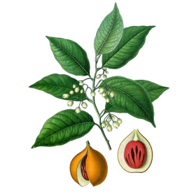 Huile essentielle Noix de Muscade bio (Myristica fragans)