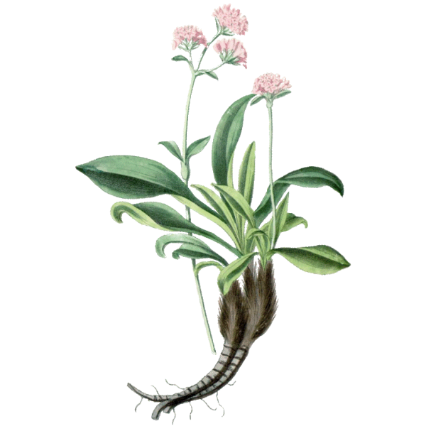 Huile essentielle Nard bio (Nardostachys jatamansi)