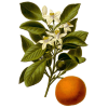 Huile essentielle Orange Douce Bio (Citrus sinensis L. Persoon)
