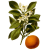 Huile essentielle Orange Douce Bio (Citrus sinensis L. Persoon)