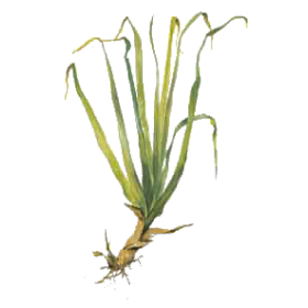 Huile essentielle Palmarosa bio (Cymbopogon martinii)