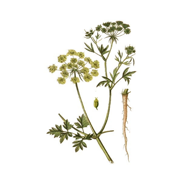 Huile essentielle Persil culture Eco (Petroselinum crispum)