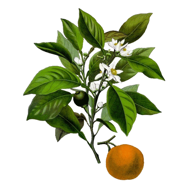 Huile essentielle Petitgrain Bigaradier bio (Citrus aurantium)