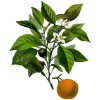 Huile essentielle Petitgrain Bigaradier bio (Citrus aurantium)