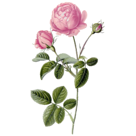 Huile essentielle Rose de Damas (Rosa X damascena)