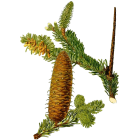 Huile essentielle Sapin Baumier bio (Abies balsamea)